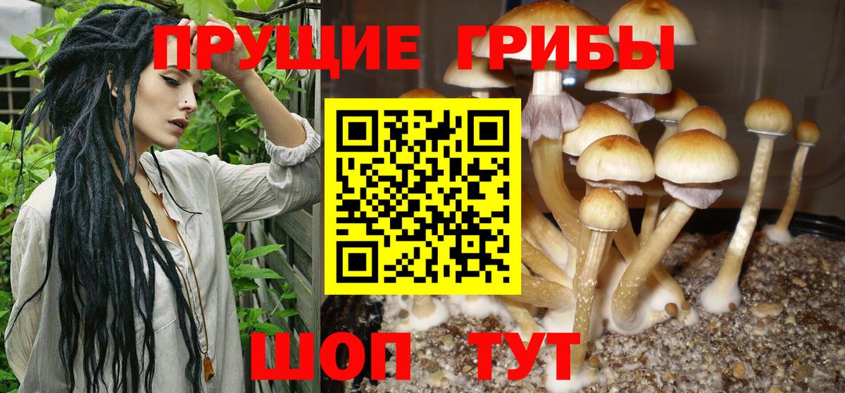 Псилоцибиновые грибы ЛСД  Вход с VPN  Зеленогорск  Псилоцибиновые грибы мухоморы 